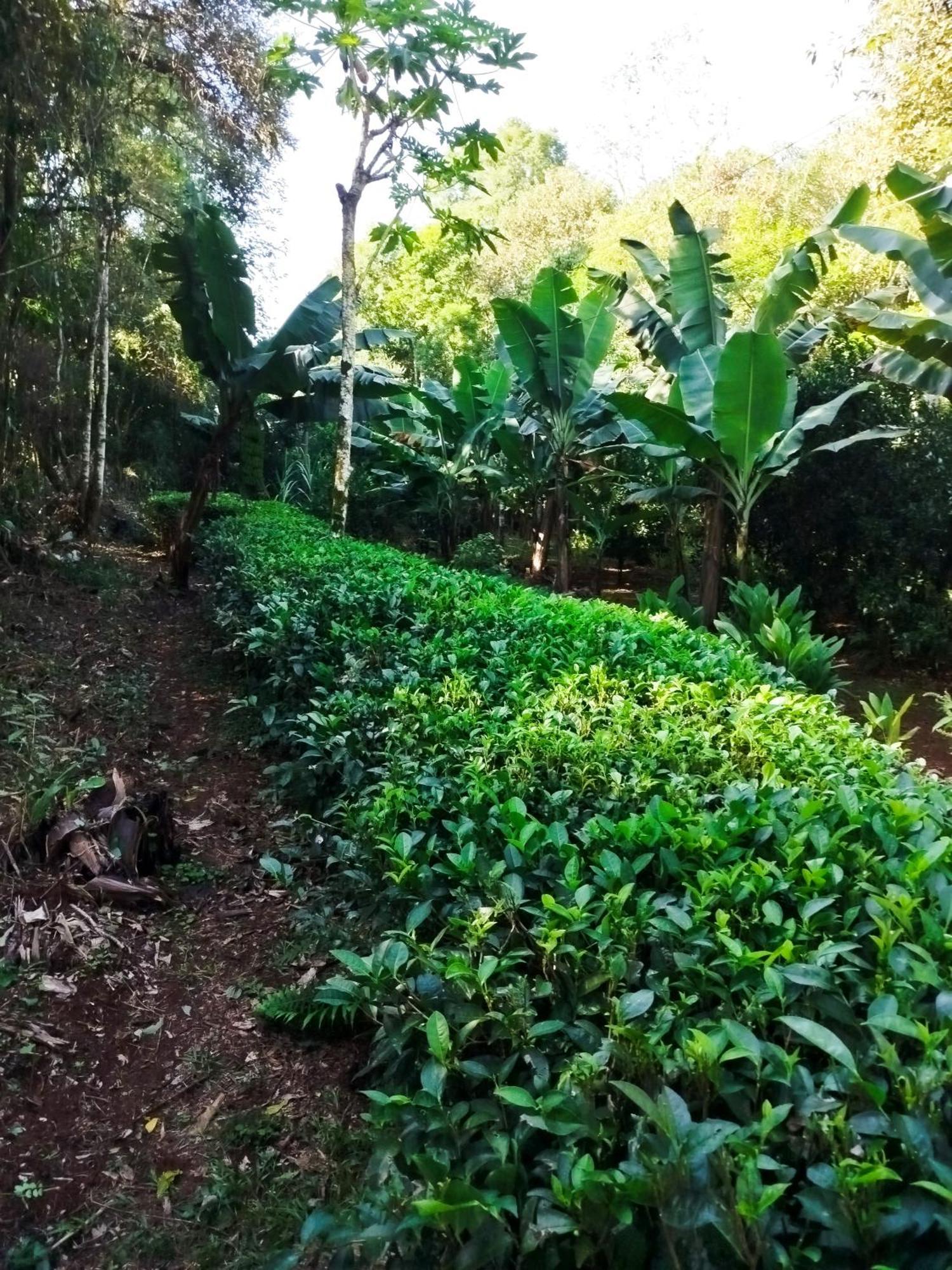 Yasí Yateré Reserva Agroecológica El Soberbio Exterior foto