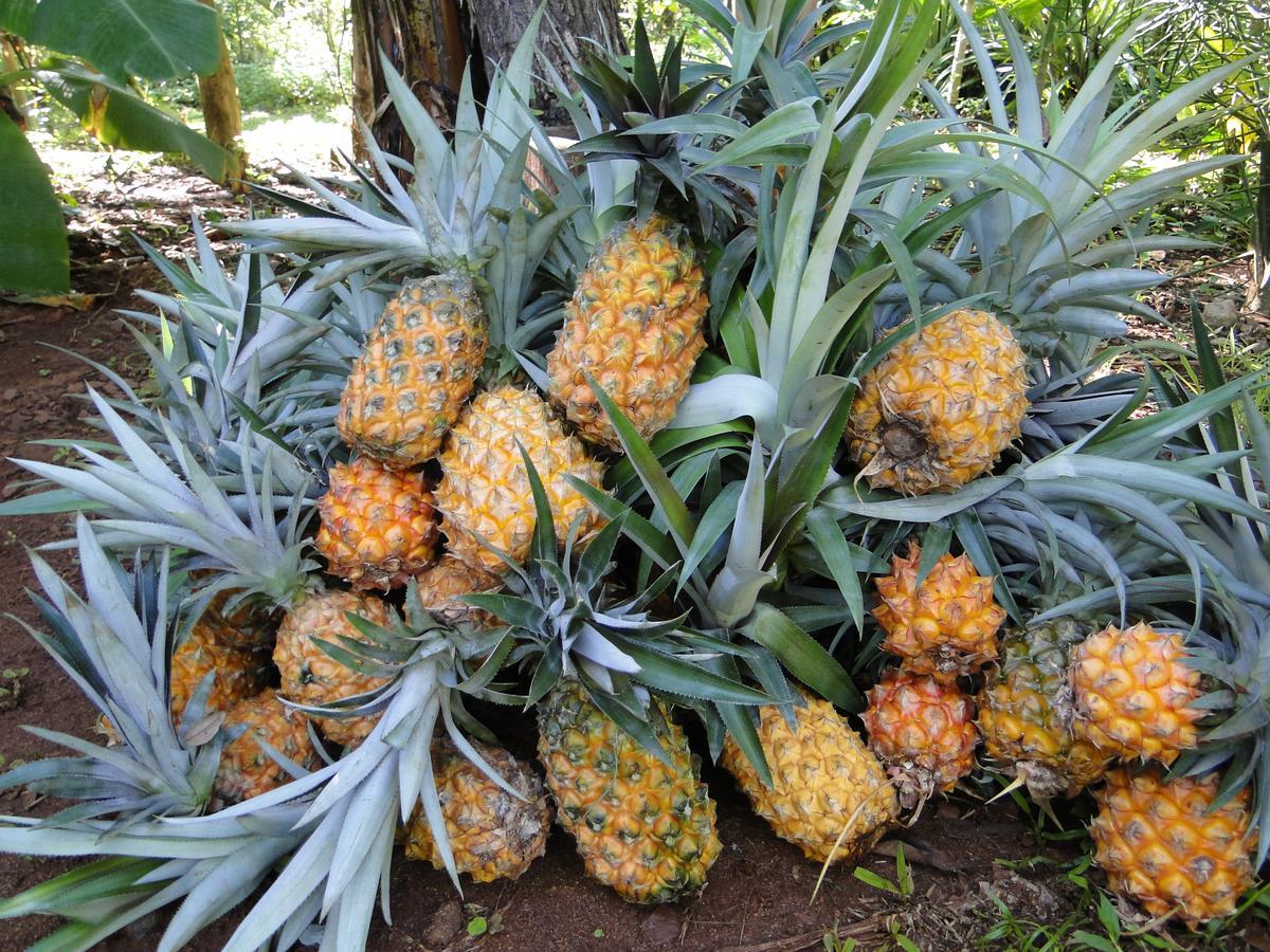 Yasí Yateré Reserva Agroecológica El Soberbio Exterior foto